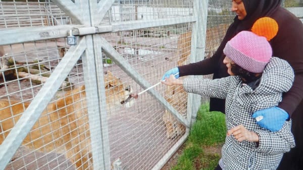 Zahra's Dream Was To Feed The Lions!
